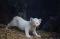 Imut, Anak Puma Albino...