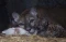 Imut, Anak Puma Albino...