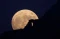 Super Blue Moon Pikat...