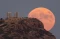 Super Blue Moon Pikat...