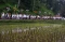 Umat Hindu Gelar Upacara...