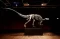 Kerangka Dinosaurus...