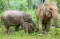 Kelahiran Bayi Gajah...