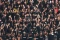 Liga 2 : Sriwijaya FC...