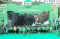 MILO ACTIV Indonesia...