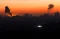 Keheningan Fajar Gaza...