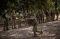 Rekrutan Anyar Militer...