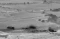 Kejar Hamas. Tank Israel...