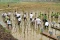 Tanam 1.000 Mangrove,...