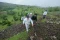 Melihat Penanaman Pinus...