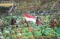 Jokowi Hadiri Harlah...