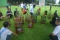 Serunya Lomba Kicau...