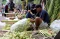 Penjualan Kulit Ketupat...