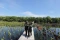 Aksi Penanaman Mangrove...