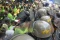 Demo Mahasiswa Semarang...