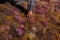 Geliat Petani Rumput...