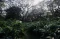 Wisata Hutan Pohon Trembesi...