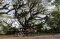 Wisata Hutan Pohon Trembesi...