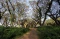 Wisata Hutan Pohon Trembesi...