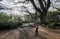 Wisata Hutan Pohon Trembesi...