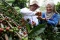 Kampung Kopi Luwak Liberika:...