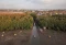 Merawat Mangrove Demi...