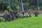 Program Tanam Padi TNI...