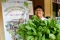 Melihat Kebun Hidroponik...