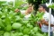 Melihat Kebun Hidroponik...