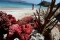 Liburan ke Pantai Pink...