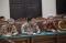Hakim Tolak Praperadilan,...
