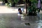 Banjir Kiriman Rendam...