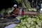 Penjualan Kulit Ketupat...