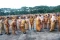 Halalbihalal Walikota...