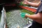 Raup Cuan Dari Budidaya...