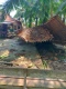 Angin Puting Beliung...