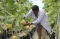 Agro Edukasi Wisata...