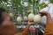 Melon Hidroponik Jadi...