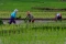 Harga Gabah Naik, Petani...