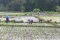 Harga Gabah Naik, Petani...