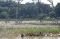 Longsoran Sampah TPA...
