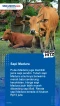 5 Jenis Sapi yang Sering...