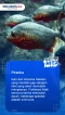 4 Ikan Air Tawar Terganas...