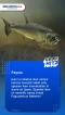4 Ikan Air Tawar Terganas...