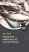 5 Ikan Air Tawar yang...