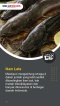 5 Ikan Air Tawar yang...