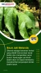 5 Jenis Daun yang Paling...