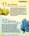 12 Jenis Pisang Terbaik...