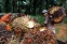 floating-Harga TBS Sawit Masih...