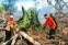 floating-7 Hektare Kebun Karet...